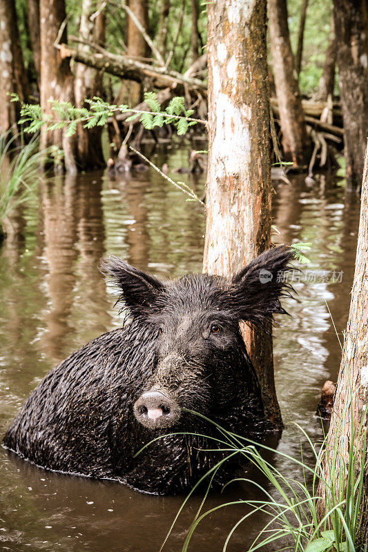 路易斯安娜河口柏树旁的Ferel Hog Wild Pig